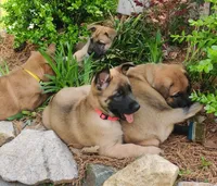 Ezra , a female Belgian Malinois and German Shepherd Dog for sale in Sarasota, FL – 3 of 9