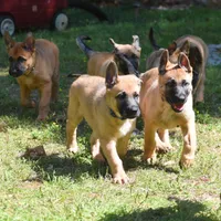 Jude, a female Belgian Malinois and German Shepherd Dog for sale in Sarasota, FL – 3 of 10
