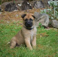 Levi , a male Belgian Malinois and German Shepherd Dog for sale in Sarasota, FL – 4 of 10