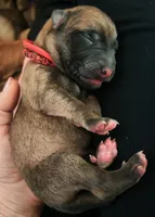 Genesis, a male Belgian Malinois and German Shepherd Dog for sale in Sarasota, FL – 7 of 7