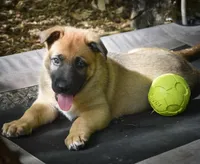 Jude, a female Belgian Malinois and German Shepherd Dog for sale in Sarasota, FL – 8 of 10