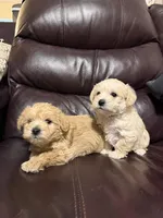 Cream boy, a male Schnoodle for sale in Simpsonville, SC – Photo 4 of 4