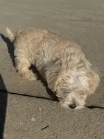 Cream boy, a male Miniature Schnauzer and Poodle - Toy  for sale in Simpsonville, SC – Photo 3 of 4