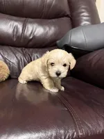 Cream boy, a male Schnoodle for sale in Simpsonville, SC – Photo 3 of 4