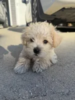 Cream boy, a male Miniature Schnauzer and Poodle - Toy  for sale in Simpsonville, SC – Photo 1 of 4