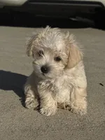 Cream boy, a male Miniature Schnauzer and Poodle - Toy  for sale in Simpsonville, SC – Photo 2 of 4
