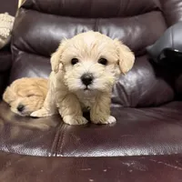Cream boy, a male Miniature Schnauzer and Poodle - Toy  for sale in Simpsonville, SC – Photo 4 of 4