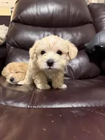 Cream boy, a male Schnoodle for sale in Simpsonville, SC – Photo 1 of 4