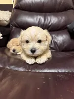 Cream boy, a male Schnoodle for sale in Simpsonville, SC – Photo 2 of 4