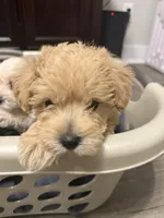 Apricot Boy, a male Schnoodle for sale in Simpsonville, SC – Photo 1 of 4