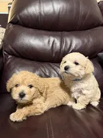 Apricot Boy, a male Schnoodle for sale in Simpsonville, SC – Photo 4 of 4