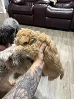 Apricot Boy, a male Schnoodle for sale in Simpsonville, SC – Photo 2 of 4