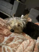 Polo, a male Yorkshire Terrier for sale in Atlanta, GA – Photo 2 of 2