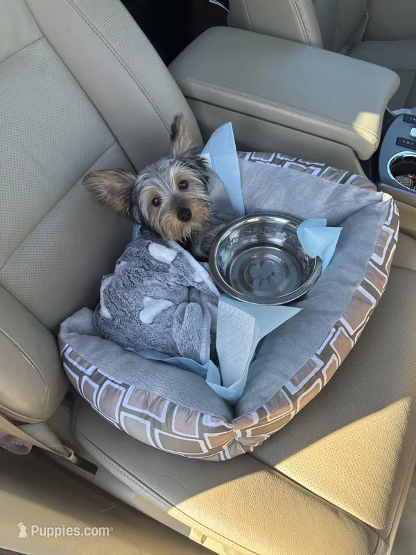 Polo – Yorkshire Terrier puppy for sale in Atlanta, GA