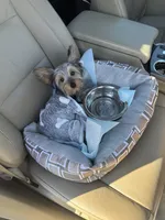 Polo, a male Yorkshire Terrier for sale in Atlanta, GA – Photo 1 of 2