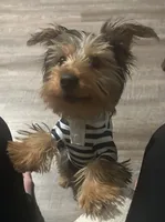 Troy , a male Yorkshire Terrier for sale in Schenectady, NY – 1 of 1
