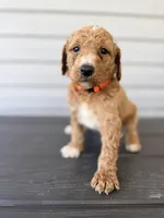 Orange Collar, a male Goldendoodle for sale in Wadesboro, NC – Photo 4 of 8