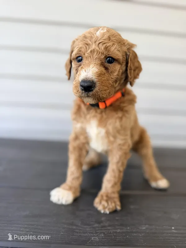 Orange Collar – Goldendoodle puppy for sale in Wadesboro, NC