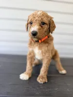 Orange Collar, a male Goldendoodle for sale in Wadesboro, NC – Photo 1 of 8