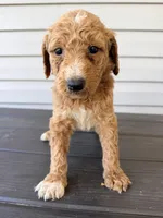 Orange Collar, a male Goldendoodle for sale in Wadesboro, NC – Photo 6 of 8