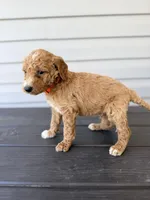 Orange Collar, a male Goldendoodle for sale in Wadesboro, NC – Photo 2 of 8