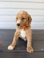 Orange Collar, a male Goldendoodle for sale in Wadesboro, NC – Photo 5 of 8