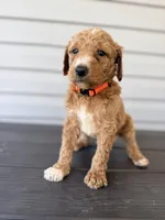 Orange Collar, a male Goldendoodle for sale in Wadesboro, NC – Photo 3 of 8