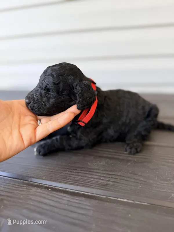 Red Collar Male – Goldendoodle puppy for sale in Wadesboro, NC