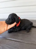 Red Collar Male, a male Goldendoodle for sale in Wadesboro, NC – Photo 1 of 5