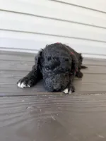 Red Collar Male, a male Goldendoodle for sale in Wadesboro, NC – Photo 2 of 5