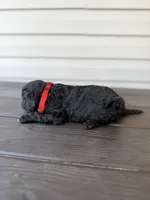 Red Collar Male, a male Goldendoodle for sale in Wadesboro, NC – Photo 3 of 5