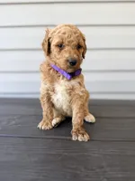 Purple Collar, a female Goldendoodle for sale in Wadesboro, NC – Photo 2 of 6