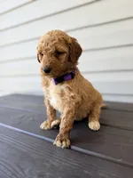 Purple Collar, a female Goldendoodle for sale in Wadesboro, NC – Photo 3 of 6