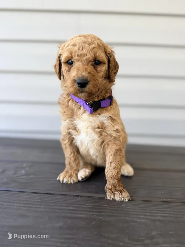 Purple Collar – Goldendoodle puppy for sale in Wadesboro, NC