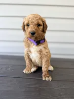 Purple Collar, a female Goldendoodle for sale in Wadesboro, NC – Photo 1 of 6