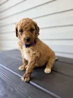 Purple Collar, a female Goldendoodle for sale in Wadesboro, NC – Photo 4 of 6