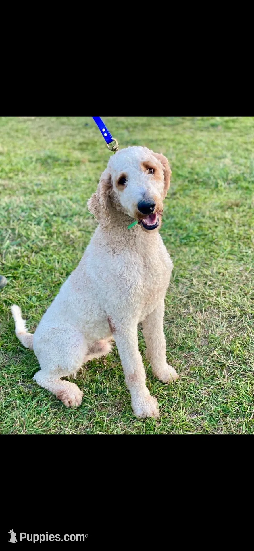 Red Collar, a female Goldendoodle for sale in Wadesboro, NC – Photo 8 of 8