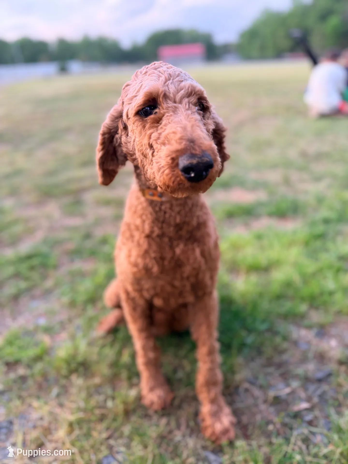 Orange Collar, a male Goldendoodle for sale in Wadesboro, NC – Photo 7 of 8