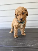 Teal Collar, a female Goldendoodle for sale in Wadesboro, NC – Photo 4 of 8