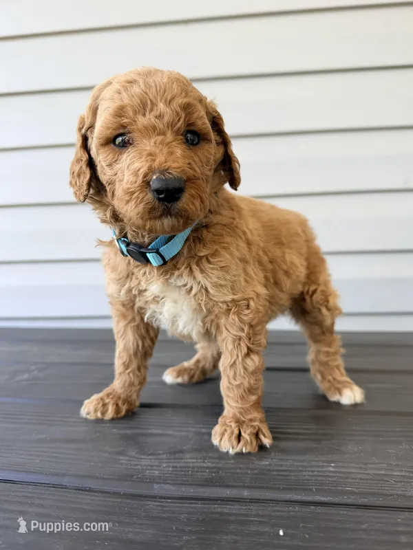 Teal Collar – Goldendoodle puppy for sale in Wadesboro, NC