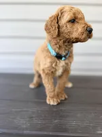 Teal Collar, a female Goldendoodle for sale in Wadesboro, NC – Photo 3 of 8