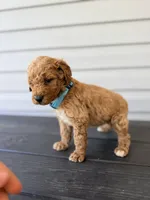 Teal Collar, a female Goldendoodle for sale in Wadesboro, NC – Photo 2 of 8