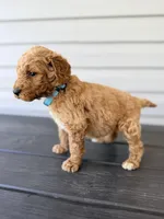 Teal Collar, a female Goldendoodle for sale in Wadesboro, NC – Photo 5 of 8