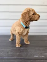 Teal Collar, a female Goldendoodle for sale in Wadesboro, NC – Photo 6 of 8
