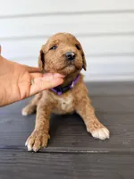 Purple Collar, a female Goldendoodle for sale in Wadesboro, NC – Photo 2 of 6