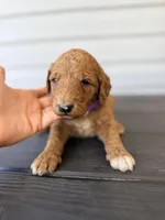 Purple Collar, a female Goldendoodle for sale in Wadesboro, NC – Photo 3 of 6