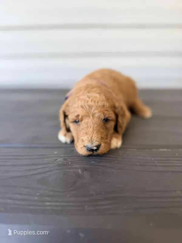 Purple Collar – Goldendoodle puppy for sale in Wadesboro, NC
