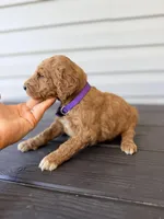 Purple Collar, a female Goldendoodle for sale in Wadesboro, NC – Photo 4 of 6
