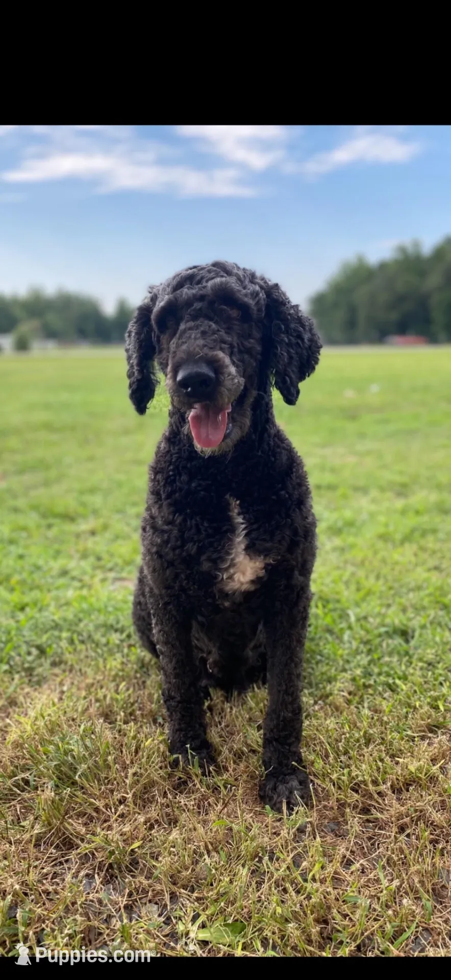 Purple Collar, a female Goldendoodle for sale in Wadesboro, NC – Photo 6 of 6