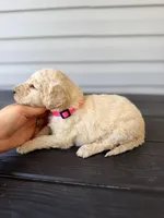 Pink Collar , a female Goldendoodle for sale in Wadesboro, NC – Photo 3 of 5